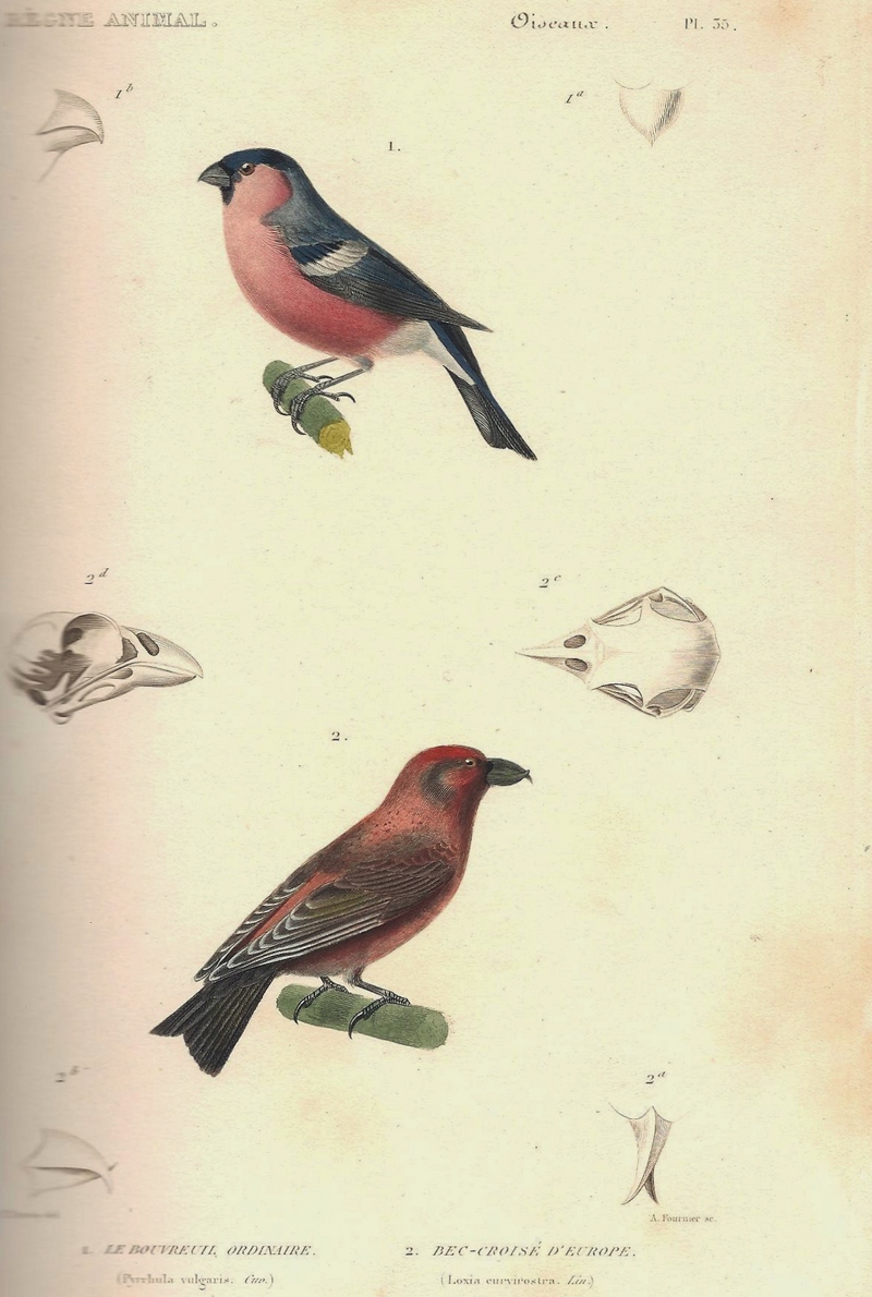 Eurasian bullfinch (Pyrrhula pyrrhula), common crossbill (Loxia curvirostra); DISPLAY FULL IMAGE.