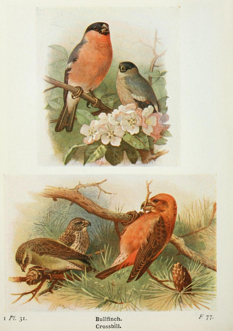 Eurasian bullfinch (Pyrrhula pyrrhula), common crossbill (Loxia curvirostra); DISPLAY FULL IMAGE.