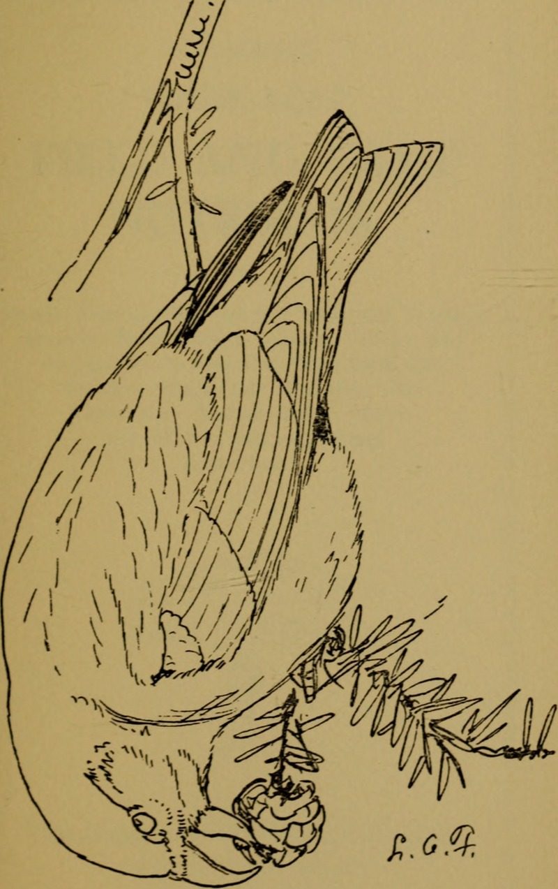 red crossbill, common crossbill (Loxia curvirostra); DISPLAY FULL IMAGE.