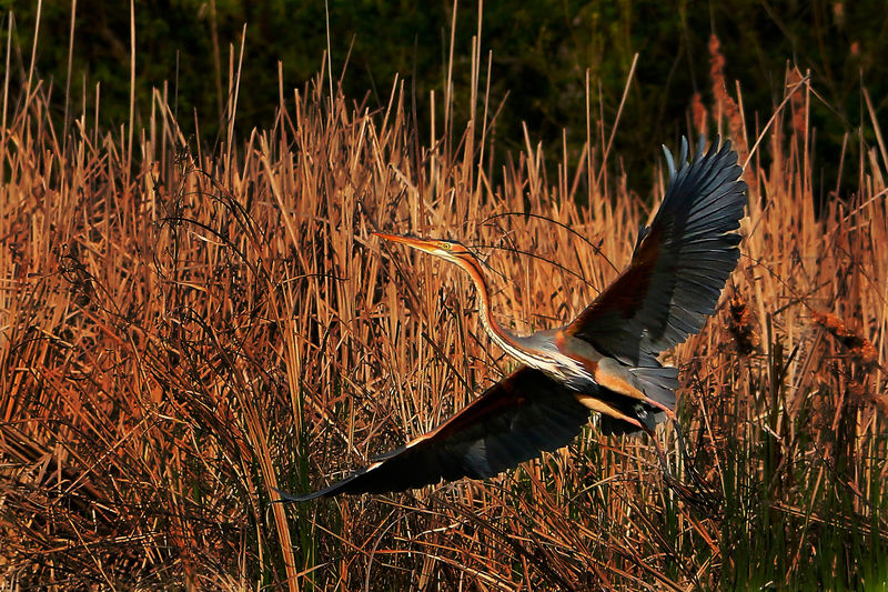 purple heron (Ardea purpurea); DISPLAY FULL IMAGE.