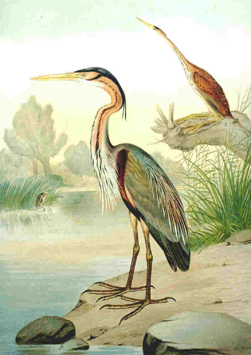 purple heron (Ardea purpurea); DISPLAY FULL IMAGE.