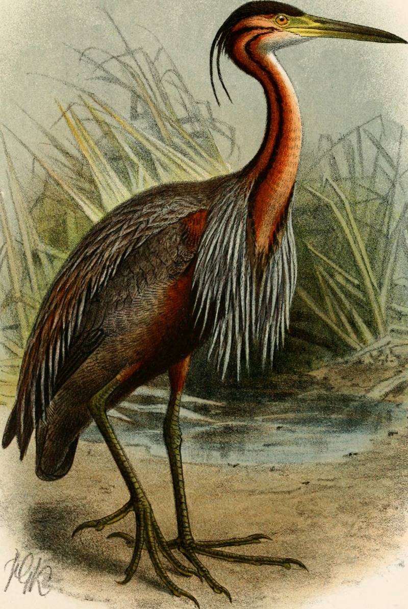 purple heron (Ardea purpurea); DISPLAY FULL IMAGE.