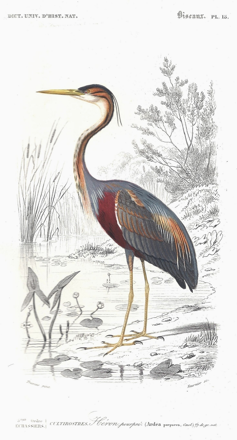 purple heron (Ardea purpurea); DISPLAY FULL IMAGE.