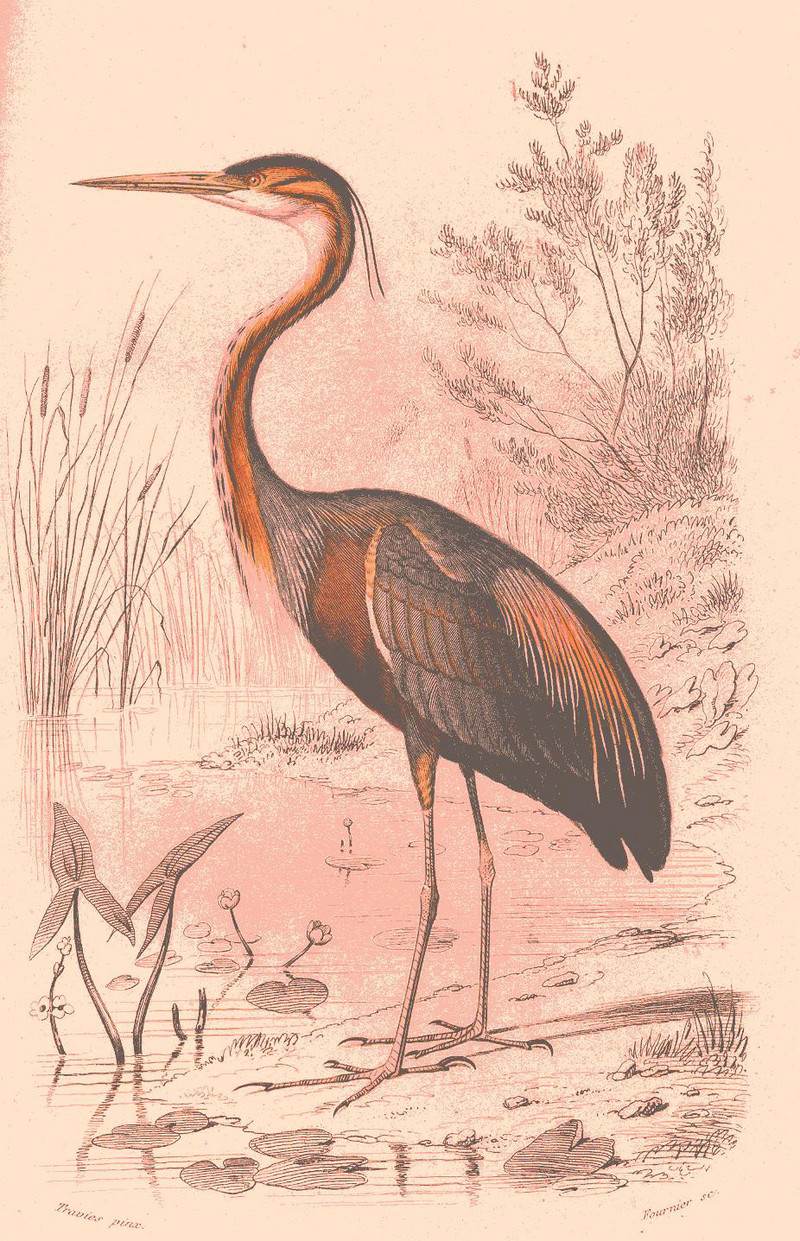 purple heron (Ardea purpurea); DISPLAY FULL IMAGE.