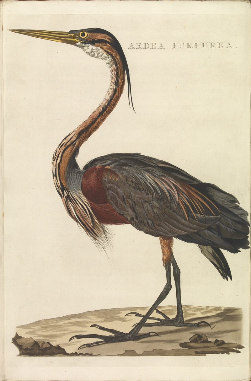 purple heron (Ardea purpurea); DISPLAY FULL IMAGE.