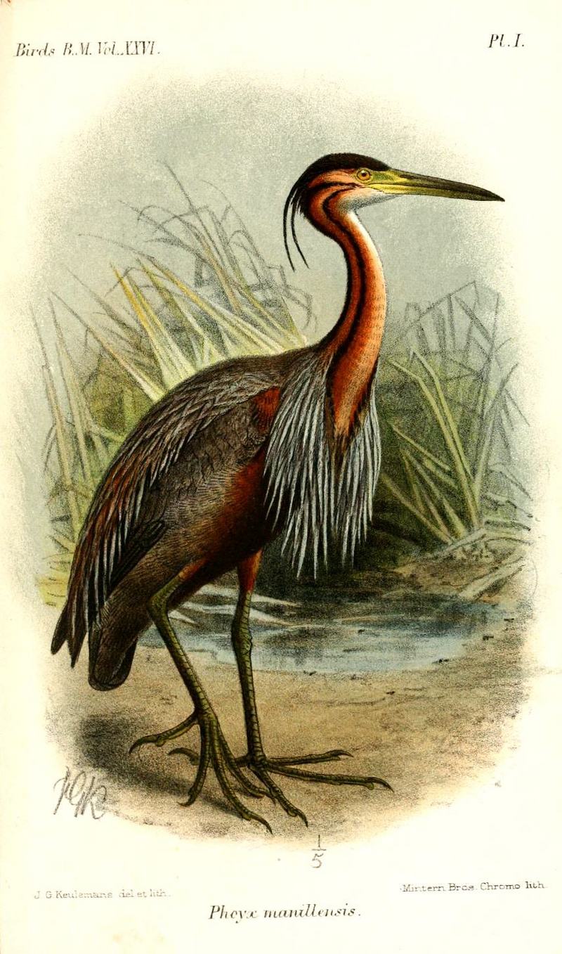 purple heron (Ardea purpurea); DISPLAY FULL IMAGE.