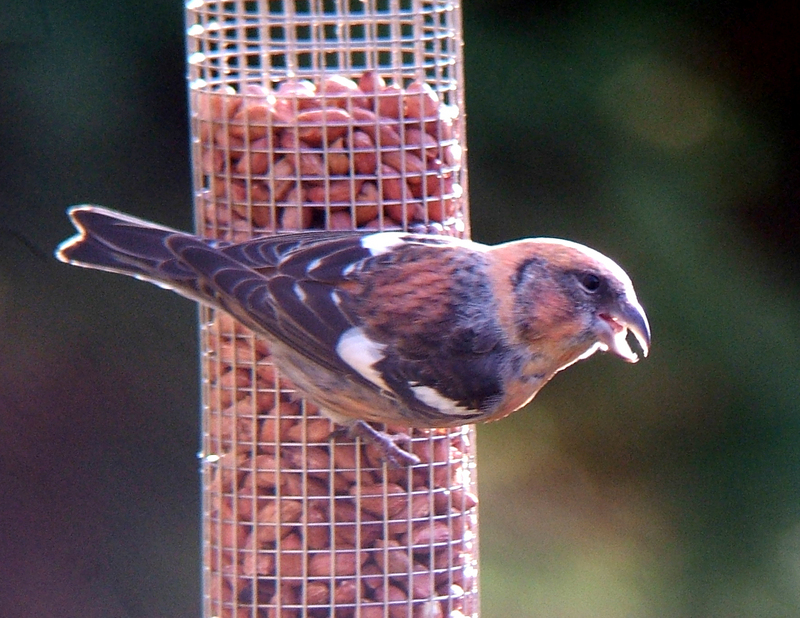 two-barred crossbill (Loxia leucoptera bifasciata); DISPLAY FULL IMAGE.