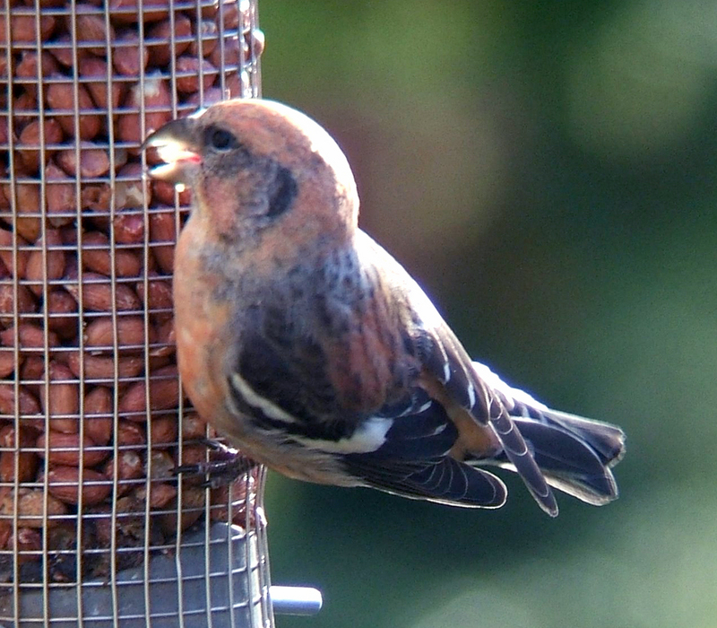 two-barred crossbill (Loxia leucoptera bifasciata); DISPLAY FULL IMAGE.