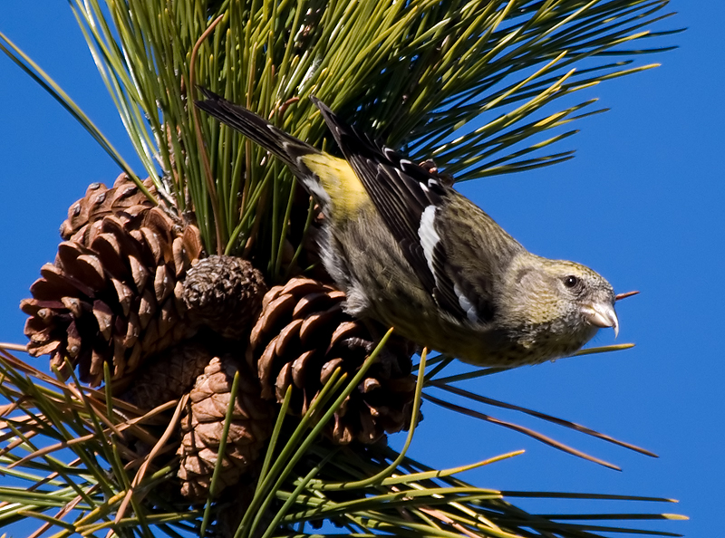 white-winged crossbill (Loxia leucoptera leucoptera); DISPLAY FULL IMAGE.