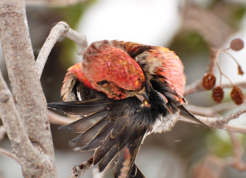 white-winged crossbill (Loxia leucoptera leucoptera); DISPLAY FULL IMAGE.