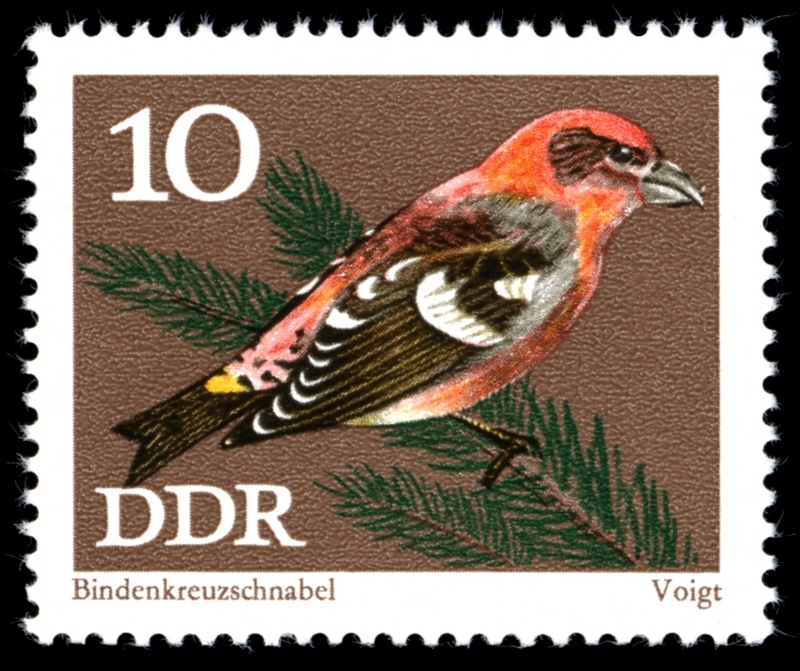 two-barred crossbill (Loxia leucoptera); DISPLAY FULL IMAGE.