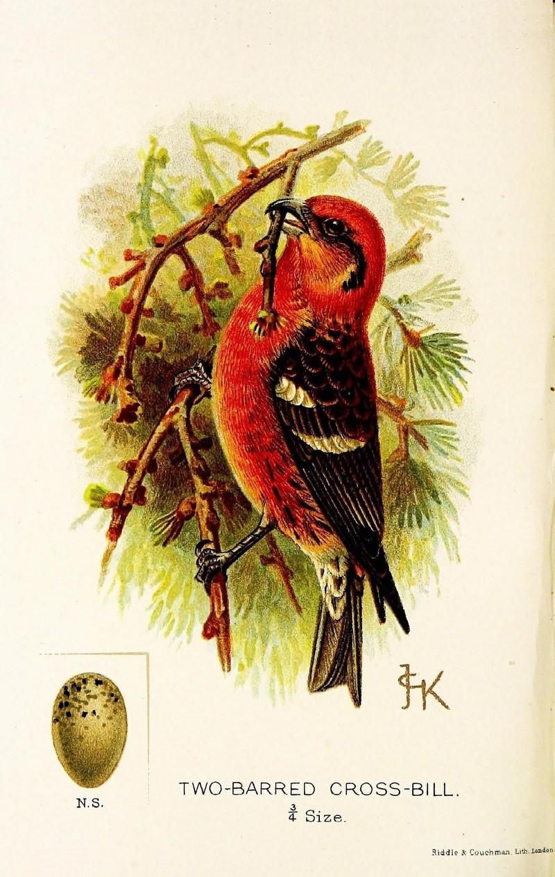 two-barred crossbill (Loxia leucoptera); DISPLAY FULL IMAGE.