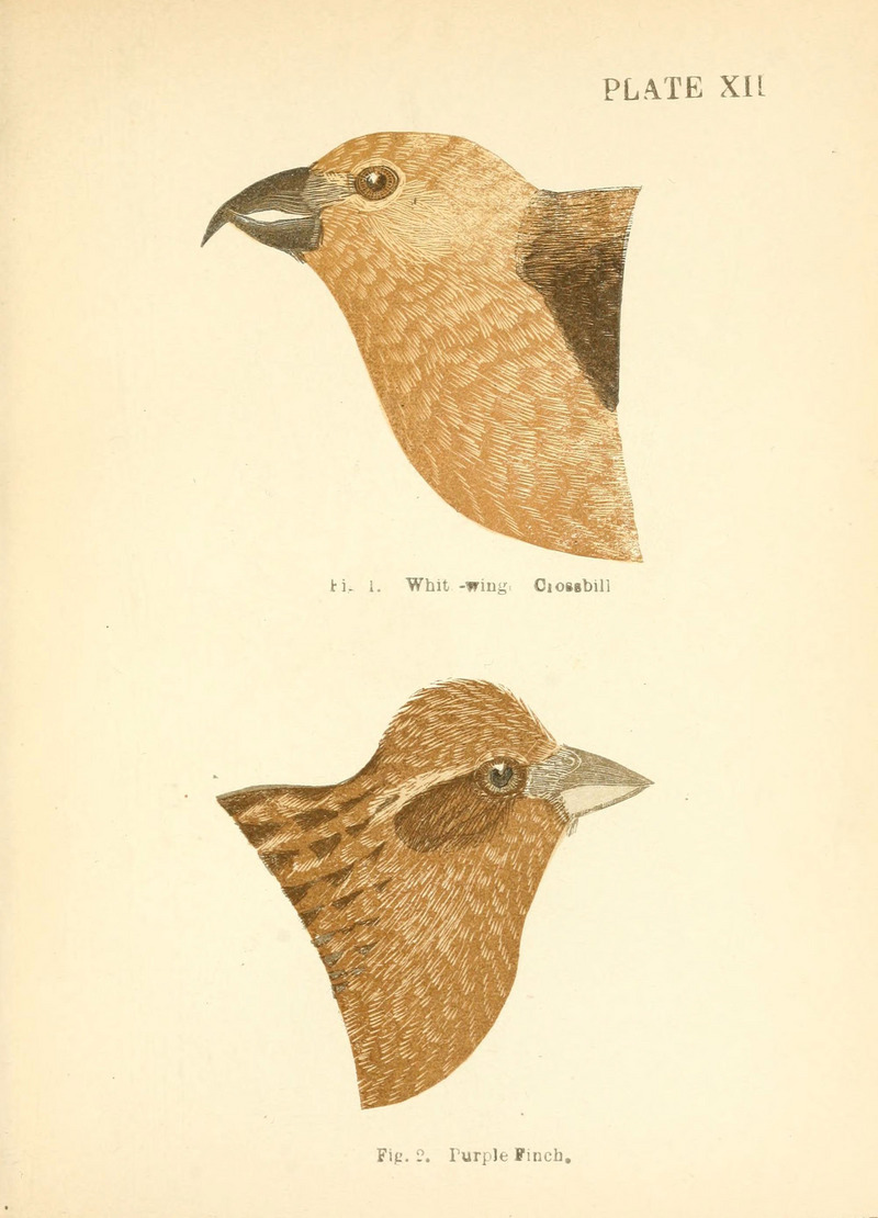 two-barred crossbill (Loxia leucoptera), purple finch (Haemorhous purpureus); DISPLAY FULL IMAGE.