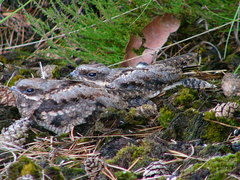 European nightjar, Eurasian nightjar (Caprimulgus europaeus); DISPLAY FULL IMAGE.