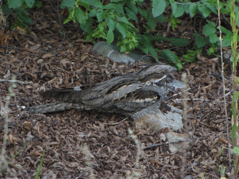 European nightjar, Eurasian nightjar (Caprimulgus europaeus); DISPLAY FULL IMAGE.