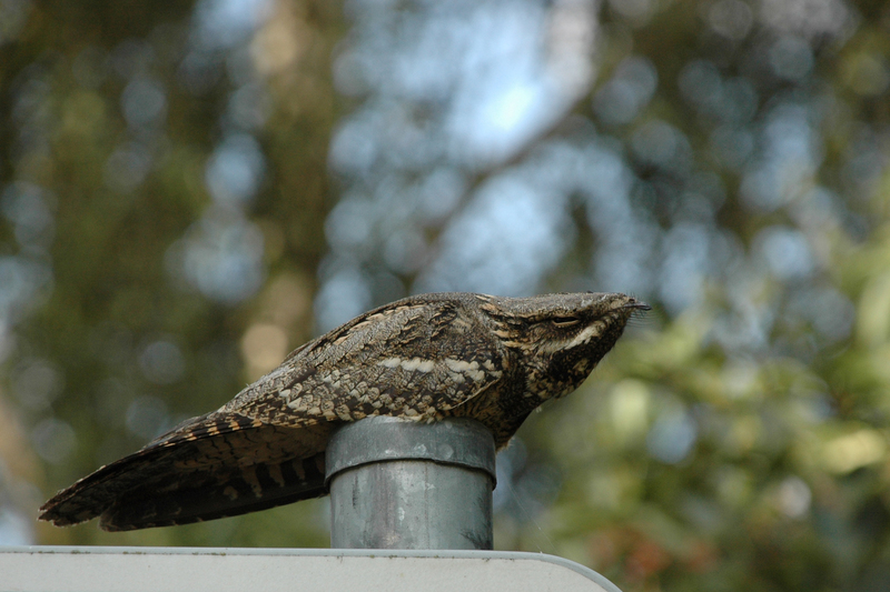 European nightjar, Eurasian nightjar (Caprimulgus europaeus); DISPLAY FULL IMAGE.