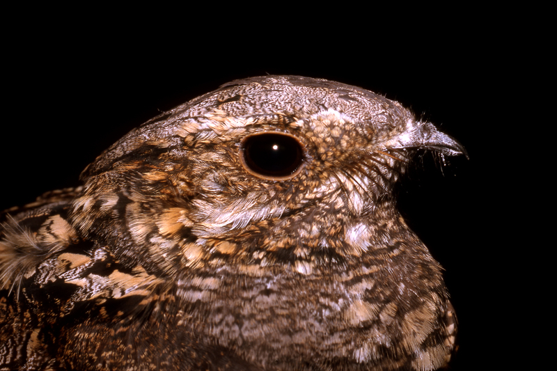 European nightjar, Eurasian nightjar (Caprimulgus europaeus); DISPLAY FULL IMAGE.