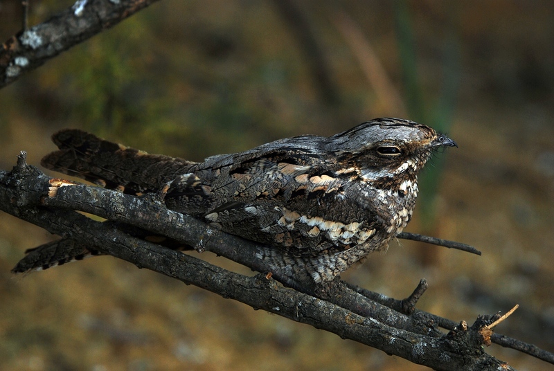 European nightjar, Eurasian nightjar (Caprimulgus europaeus); DISPLAY FULL IMAGE.