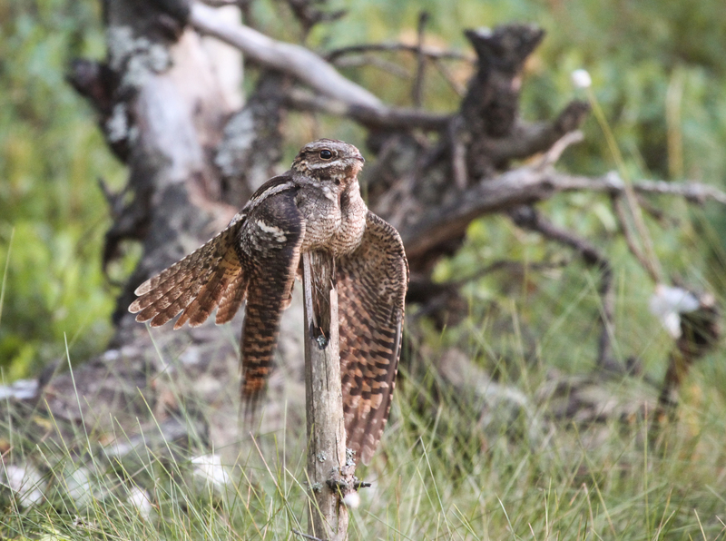 European nightjar, Eurasian nightjar (Caprimulgus europaeus); DISPLAY FULL IMAGE.