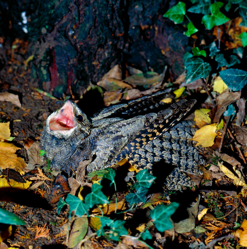 European nightjar, Eurasian nightjar (Caprimulgus europaeus); DISPLAY FULL IMAGE.