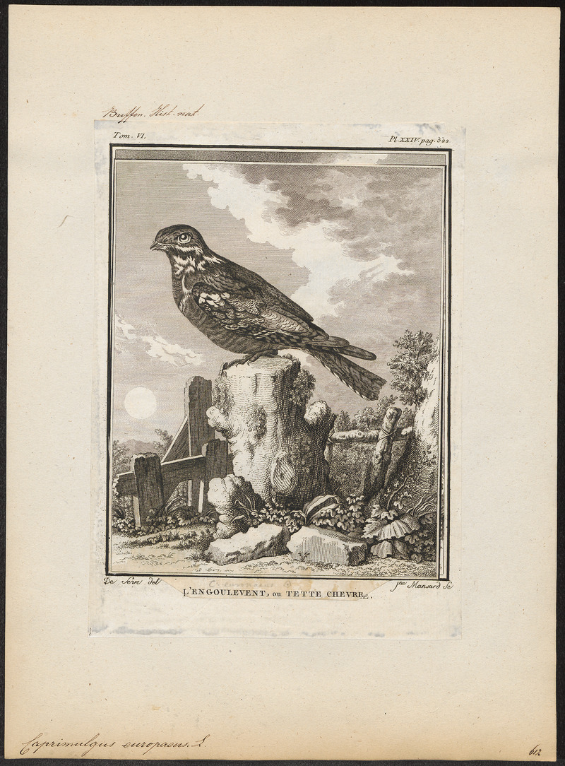 European nightjar, Eurasian nightjar (Caprimulgus europaeus); DISPLAY FULL IMAGE.
