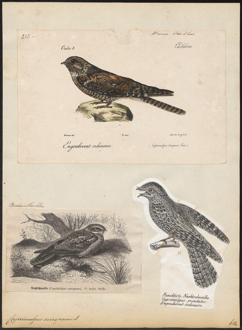 European nightjar, Eurasian nightjar (Caprimulgus europaeus); DISPLAY FULL IMAGE.