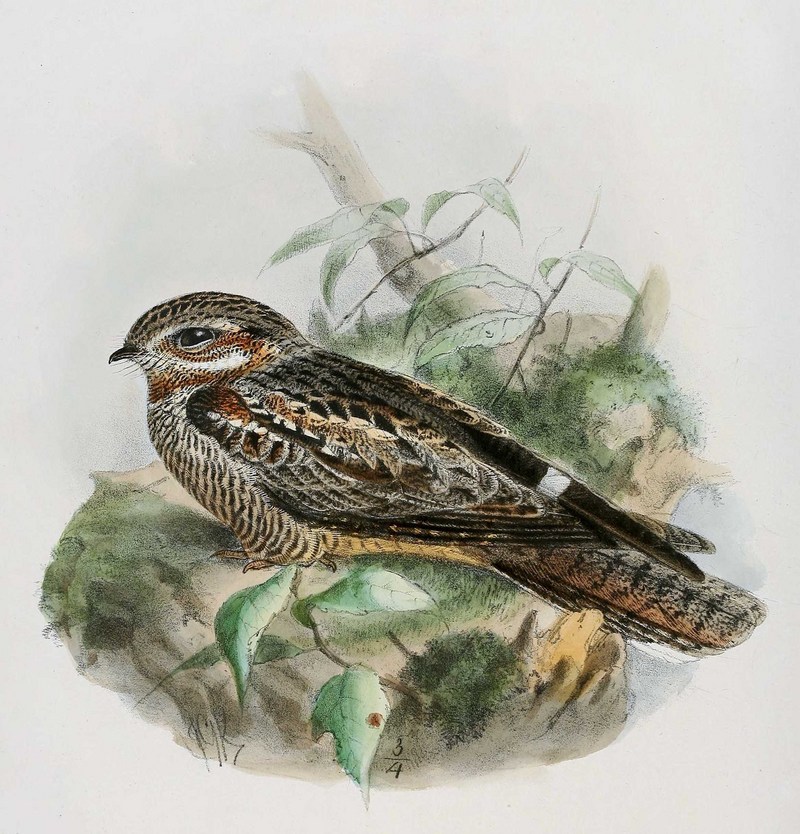 European nightjar, Eurasian nightjar (Caprimulgus europaeus); DISPLAY FULL IMAGE.