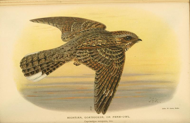 European nightjar, Eurasian nightjar (Caprimulgus europaeus); DISPLAY FULL IMAGE.