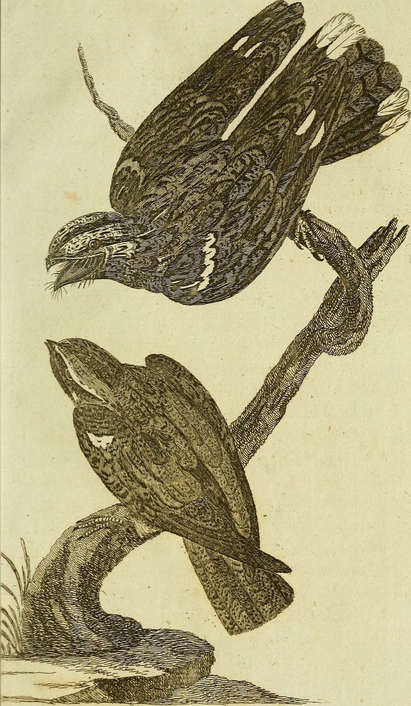 European nightjar, Eurasian nightjar (Caprimulgus europaeus); DISPLAY FULL IMAGE.