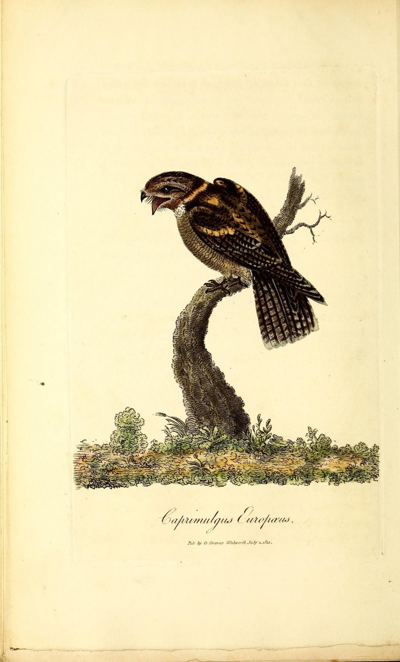 European nightjar, Eurasian nightjar (Caprimulgus europaeus); DISPLAY FULL IMAGE.