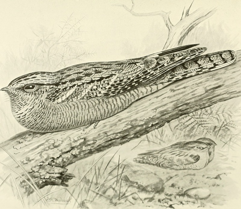 European nightjar, Eurasian nightjar (Caprimulgus europaeus); DISPLAY FULL IMAGE.