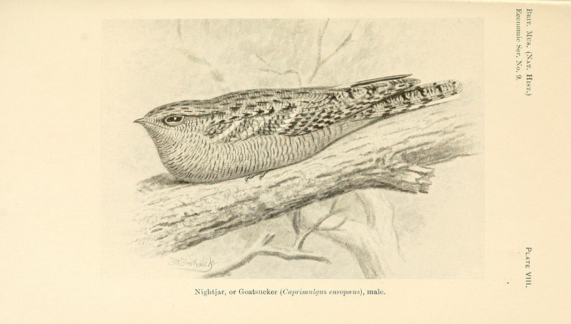 European nightjar, Eurasian nightjar (Caprimulgus europaeus); DISPLAY FULL IMAGE.