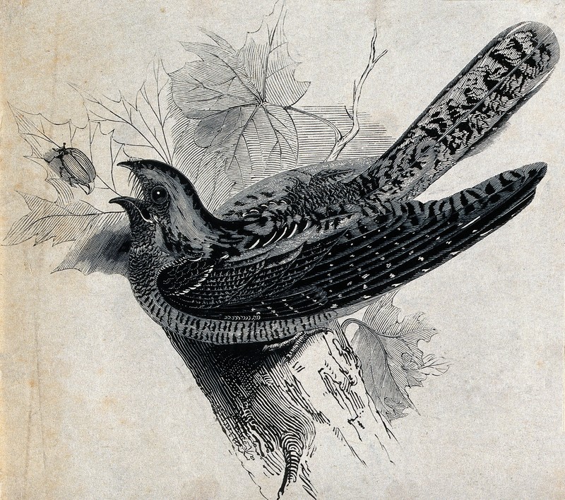 European nightjar, Eurasian nightjar (Caprimulgus europaeus); DISPLAY FULL IMAGE.