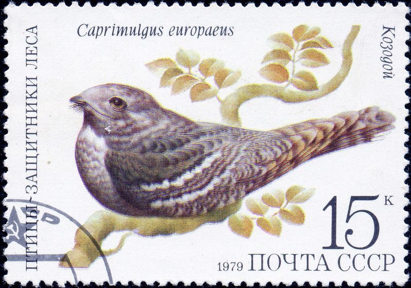 European nightjar, Eurasian nightjar (Caprimulgus europaeus); DISPLAY FULL IMAGE.