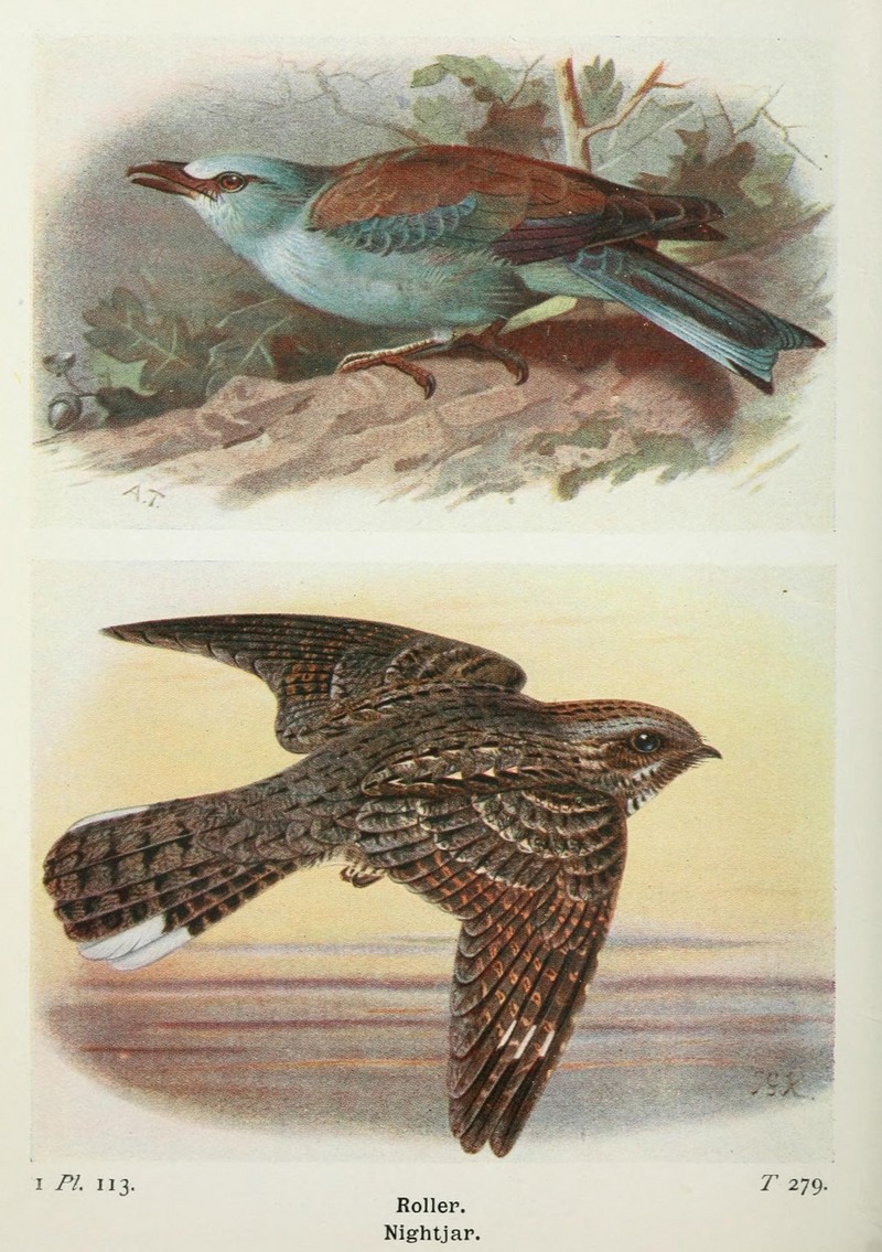 European roller (Coracias garrulus), Eurasian nightjar (Caprimulgus europaeus); DISPLAY FULL IMAGE.