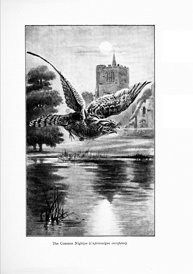 European nightjar, Eurasian nightjar (Caprimulgus europaeus); DISPLAY FULL IMAGE.