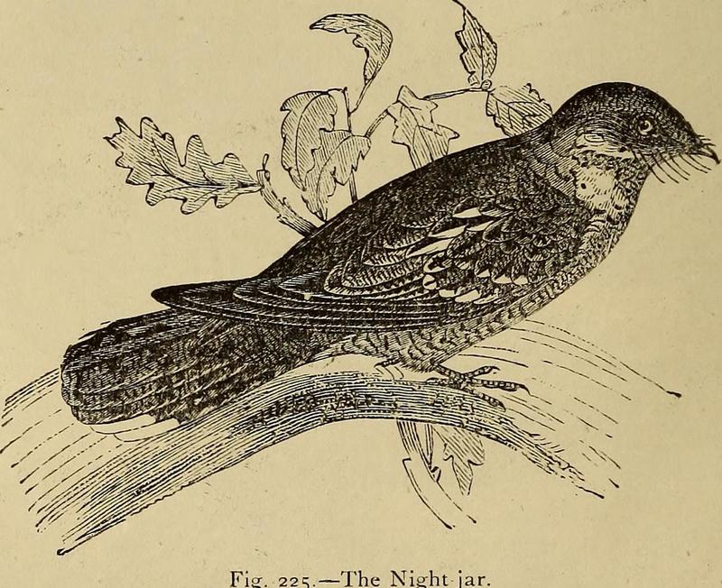 European nightjar, Eurasian nightjar (Caprimulgus europaeus); DISPLAY FULL IMAGE.