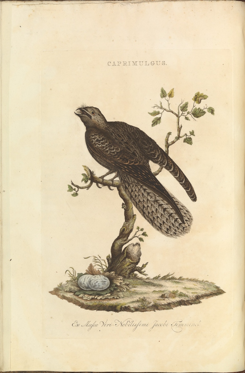 European nightjar, Eurasian nightjar (Caprimulgus europaeus); DISPLAY FULL IMAGE.