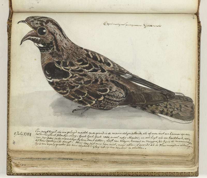 European nightjar, Eurasian nightjar (Caprimulgus europaeus); DISPLAY FULL IMAGE.