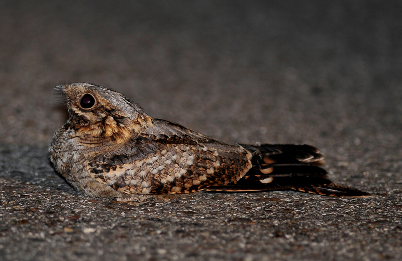 red-necked nightjar (Caprimulgus ruficollis); DISPLAY FULL IMAGE.