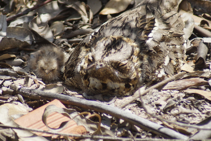 red-necked nightjar (Caprimulgus ruficollis); DISPLAY FULL IMAGE.