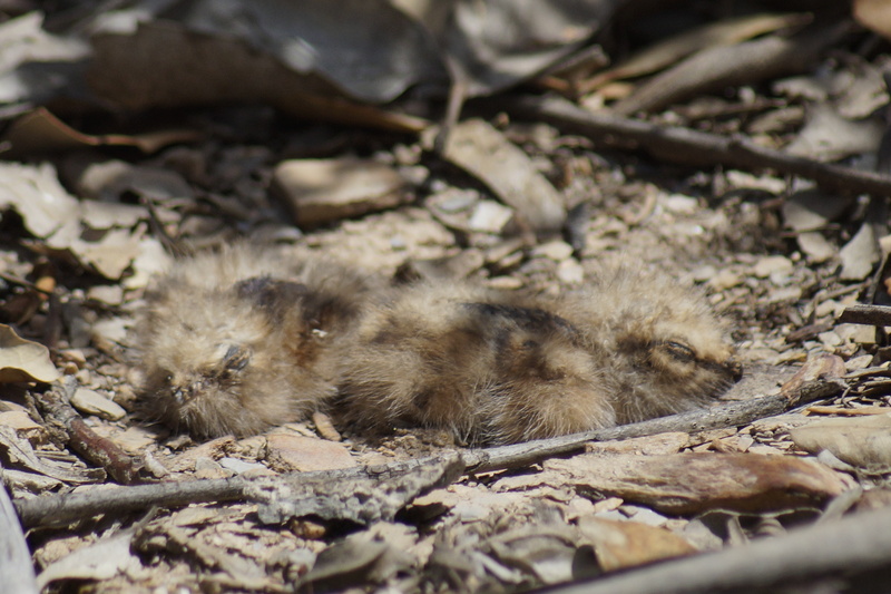 red-necked nightjar (Caprimulgus ruficollis); DISPLAY FULL IMAGE.