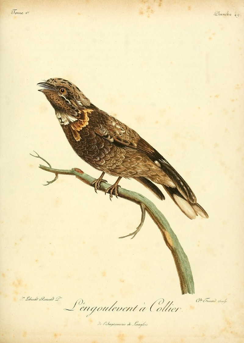 red-necked nightjar (Caprimulgus ruficollis); DISPLAY FULL IMAGE.