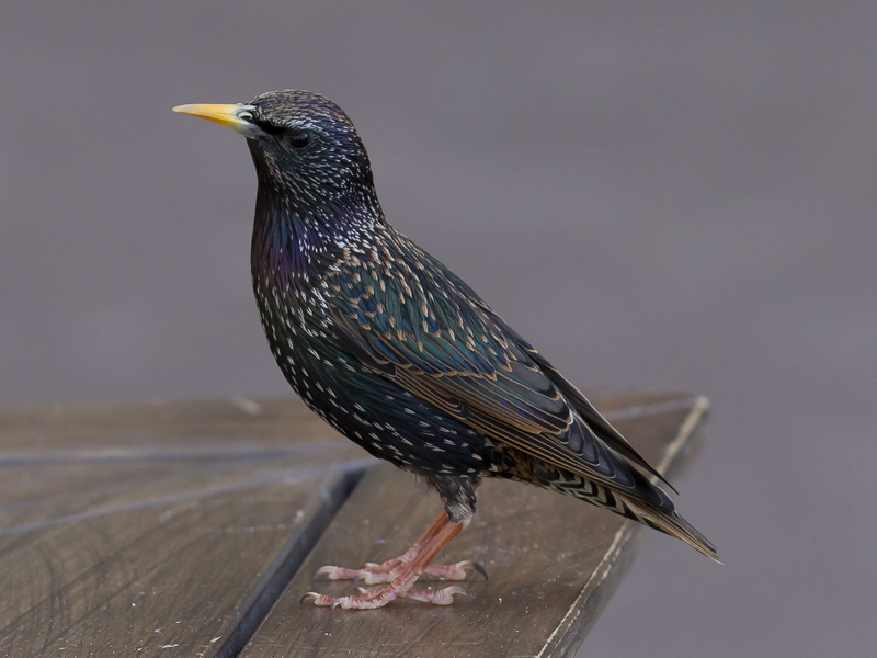 European starling, common starling (Sturnus vulgaris); DISPLAY FULL IMAGE.