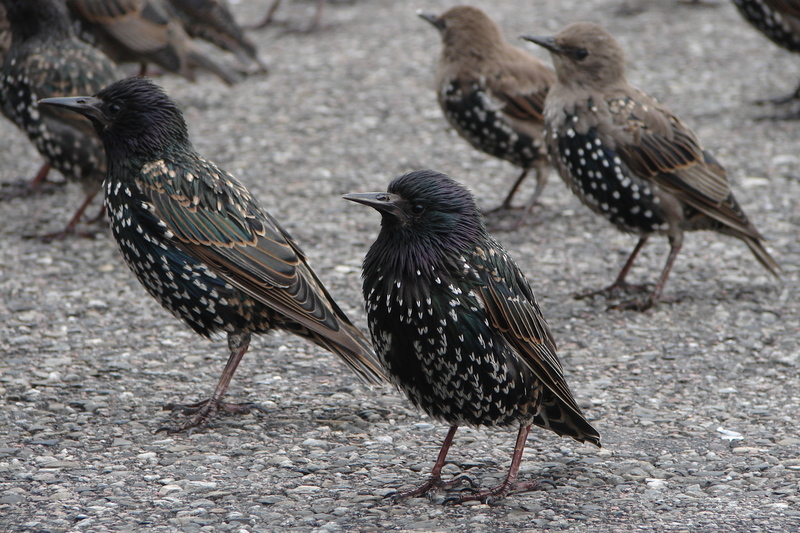 European starling, common starling (Sturnus vulgaris); DISPLAY FULL IMAGE.