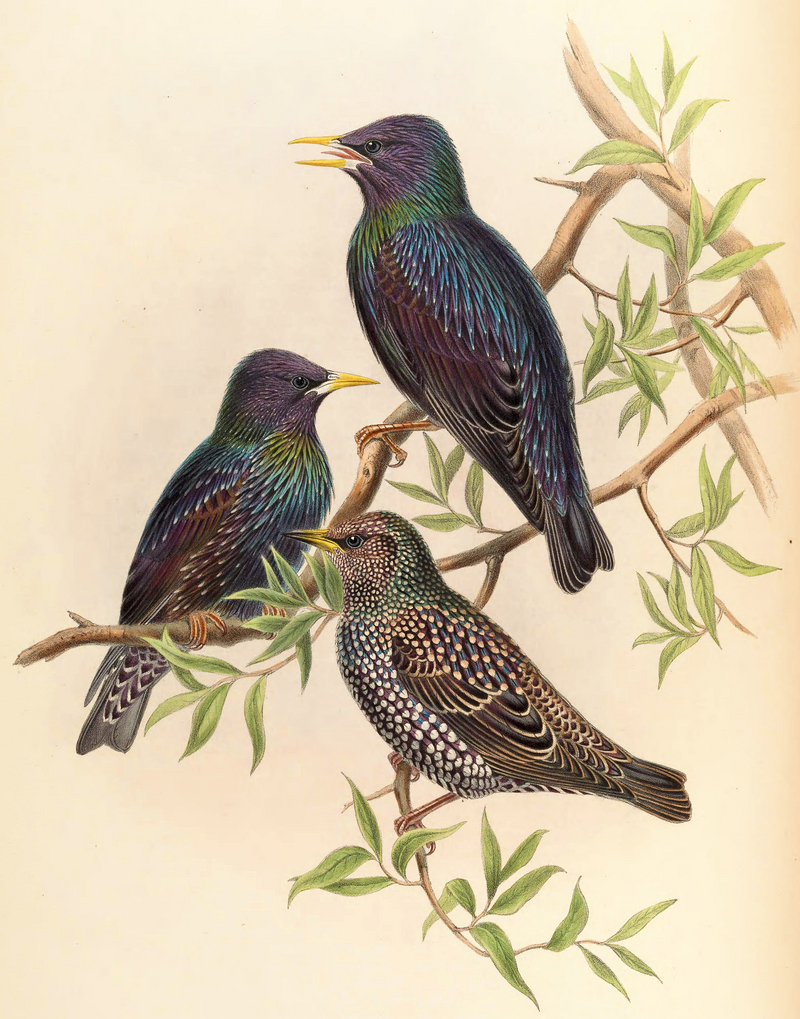 European starling, common starling (Sturnus vulgaris); DISPLAY FULL IMAGE.