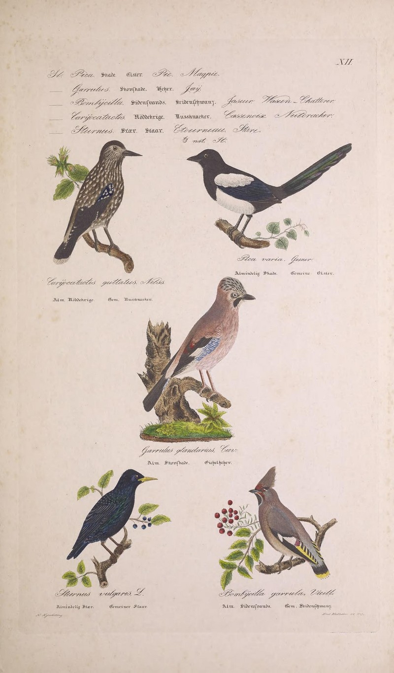 spotted nutcracker (Nucifraga caryocatactes), common magpie (Pica pica), Eurasian jay (Garrulus glandarius), European starling (Sturnus vulgaris), Bohemian waxwing (Bombycilla garrulus); DISPLAY FULL IMAGE.