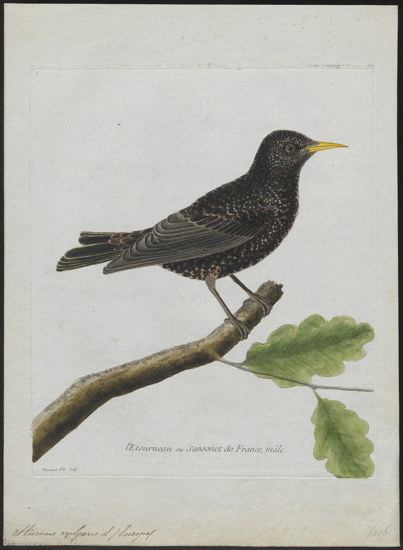 European starling, common starling (Sturnus vulgaris); DISPLAY FULL IMAGE.