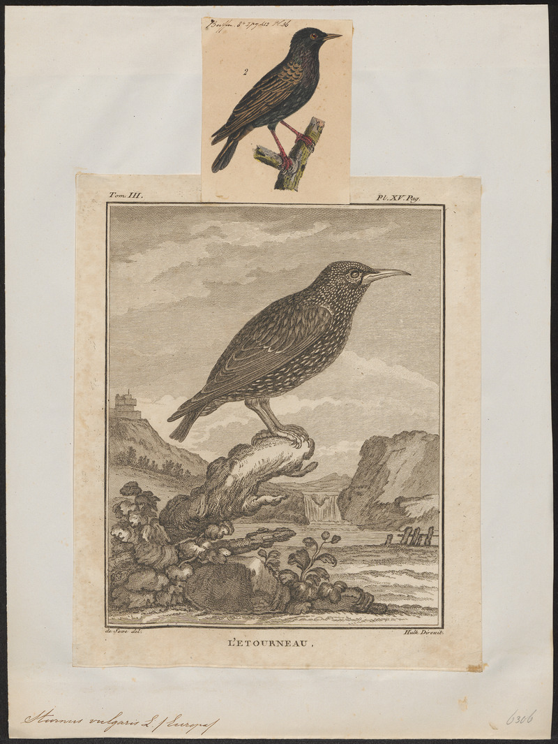 European starling, common starling (Sturnus vulgaris); DISPLAY FULL IMAGE.