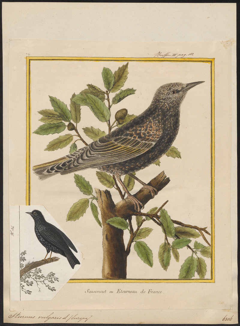 European starling, common starling (Sturnus vulgaris); DISPLAY FULL IMAGE.